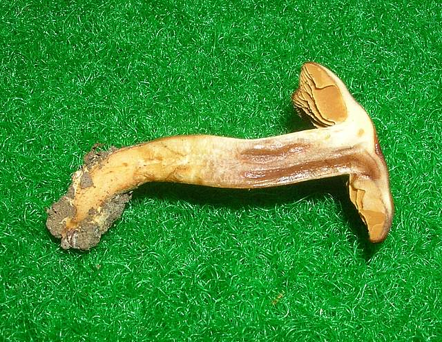 Cortinarius spec. Cod.:2392-7